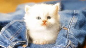 吃瓜娱乐赵小瞒小猫,吃瓜娱乐界的甜蜜萌宠